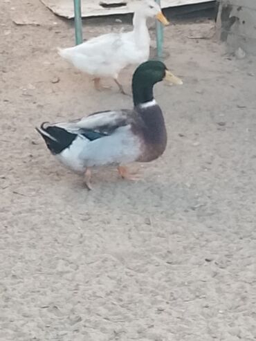 Ördəklər: Satılır: ördək sürüsü - Növlər və rənglər: ağ, qara, boz, qəhvəyi və — 4