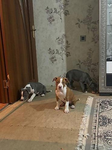 çubuş itlər: Pitbul, 2 ay, Peyvəndli, Rayonlara çatdırılma — 1