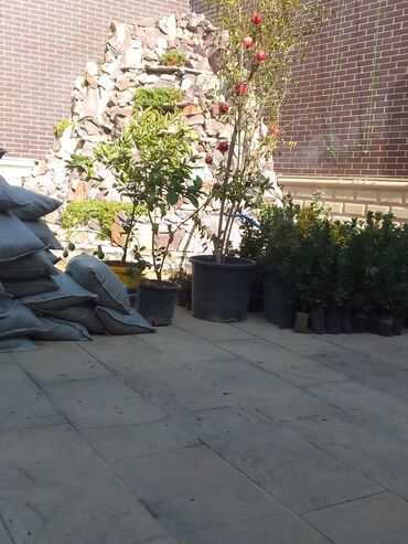 Bağbanlar: Bağban xidməti qazon biçmək ağacların biçilməsi budanması — 14