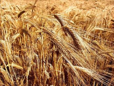пшеница на корм: Арпа оптом сатылат. Яровой сорт, семенной, Уруктукка да болот