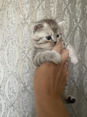 маленькая кошка: Скотиш Страйт (Шотландская прямоухая), 1 месяц, Мальчик, Серебристая шиншилла, Приучена к лотку — 7