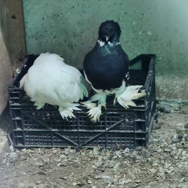 Toyuqlar: Toyuq, Damazlıq — 6