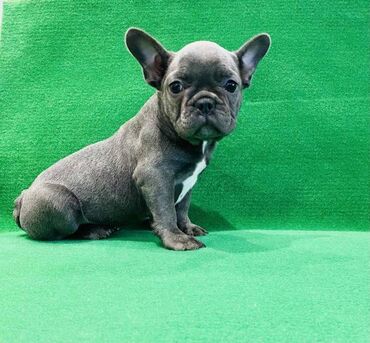 Psi: Zensko stene francuskog buldoga egzotične plave boje bez tigrine na lalafo.rs — 6 Psi: Zensko stene francuskog buldoga egzotične plave boje bez tigrine — 6