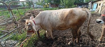 Коровы, быки: Продаю | Корова (самка) | Шароле | Для молока — 3