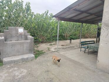 Torpaq sahələrinin satışı: 200 sot, Kənd təsərrüfatı, Mülkiyyətçi, Kupça (Çıxarış) -da lalafo.az — 9 Torpaq sahələrinin satışı: 200 sot, Kənd təsərrüfatı, Mülkiyyətçi, Kupça (Çıxarış) — 9