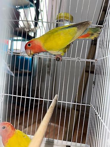 золотая шиншилла котенок: Naxçıvan tutuquşusu (lovebird) – parlaq rəngli cüt - Rəngləri: əsasən — 5