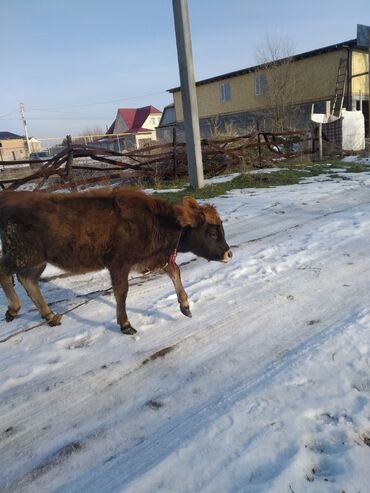 цена быка живым весом: Продаю | Музоо, торпок | Для разведения