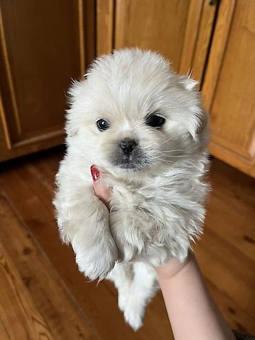 İtlər: Pekines, 1 ay, Dişi — 6