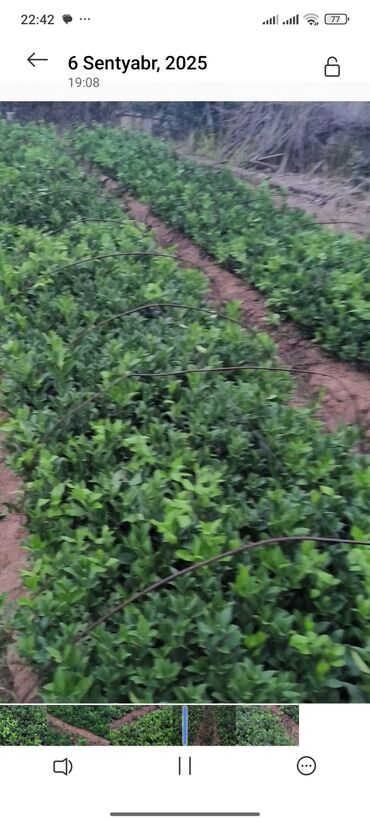 Çöl bitkiləri: Məhsul: Çaytikanı (Hippophae rhamnoides) fidanları Təsvir: - Sıralar