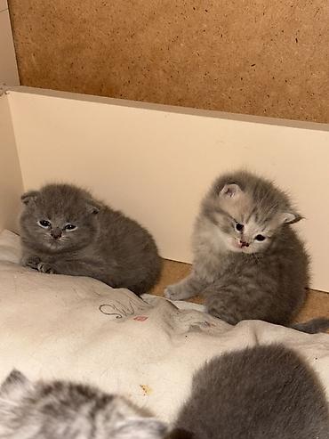 вислоухий кот бишкек: Шотландские котята (возможны вислоухие и прямоухие) классических — 1