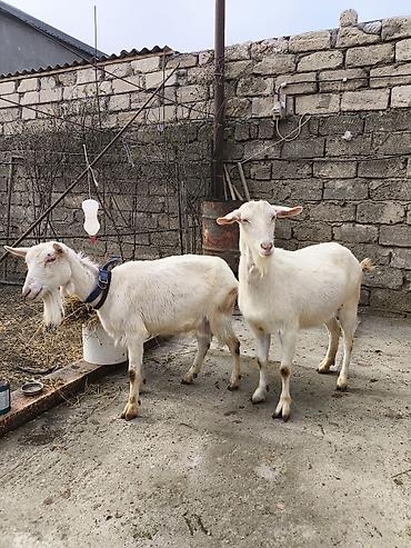 Keçilər, çəpişlər: Təmiz orginal 3 dənə Sani satılır ikisi balalıdı hərəsin bir balası — 10