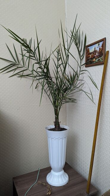 Пальмы: Финиковая пальма Неприхотливое растение, украсит любой интерьер
