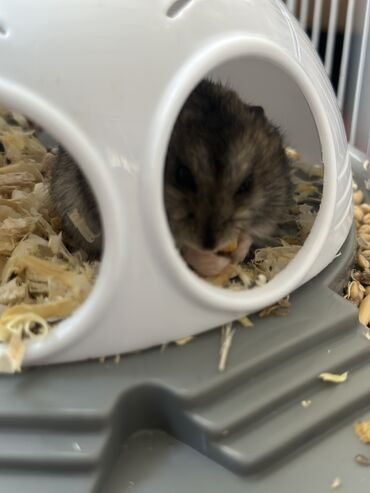 Грызуны: Hamster jungarik 😍 5 azn satilir oglandir