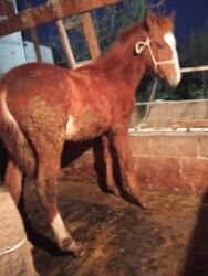 собака доберман сколько стоит: Продаю | Жеребенок