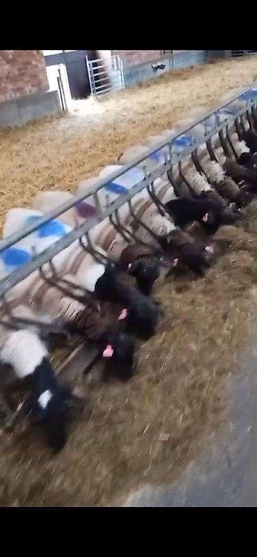 волкособ купить щенка: Продаю | Ягненок | Для разведения — 2
