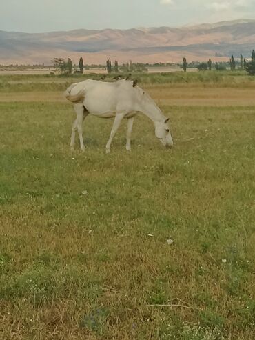 Лошади, кони: Продаю | Кобыла (самка) | Английская | Конный спорт | Племенные — 2