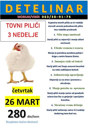 mini maltezer slike: Na prodaju tovni pilici od tri nedelje starosti! BESPLATNA DOSTAVA OD — 1