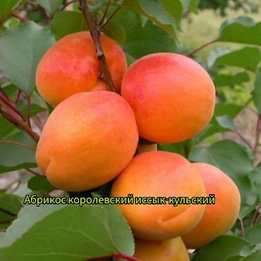 Другие фруктовые и ягодные растения: Саженцы плодовых культур (разные сорта) оптом и в розницу. Успейте — 5