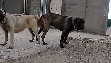 tap az ev quslari: Kanqal, 4 il, Erkək, Peyvəndli, Ünvandan götürmə, Ödənişli çatdırılma, Rayonlara çatdırılma — 6