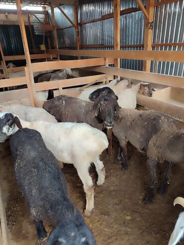 корм для овец: Продаю | Овца (самка), Баран (самец) | На забой