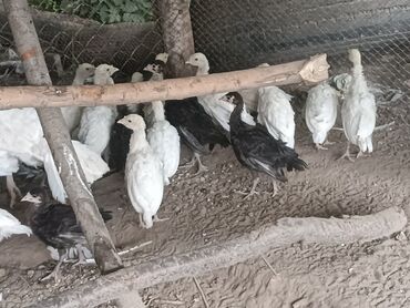 канарейка птица: Мама индюшка 1800, индюшата одна по550 их 32
