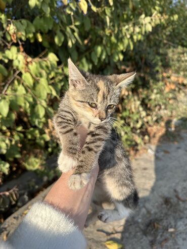 котята бенгальские купить: Мышык бекер берилет: Породасыз, 1 айлык, Ургаачы
