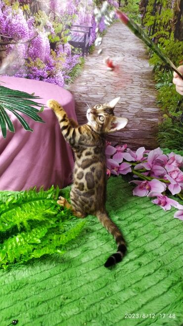 Продажа кошек: Друзья. Бенгальские котята !! Проф.Питомник Бен Гла Мур предлагает — 3