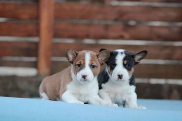 mali psi na prodaju: Basenji stenci Basenji stenci, starosti 2 meseca, vakcinisani