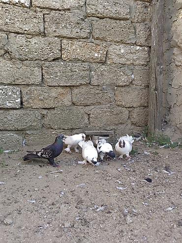 hind quşu: Bakı Göyərçinləri 5 ədəd. - Növləri: rəngarəng və ağ əsaslı — 3