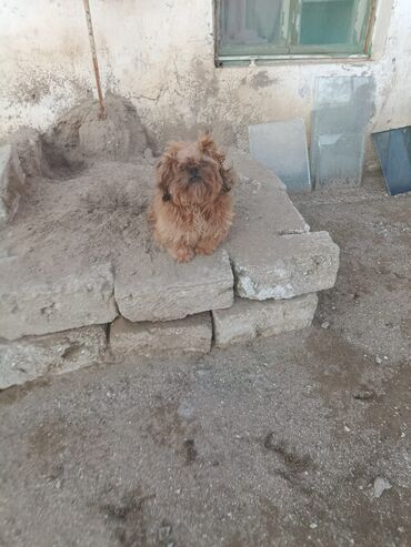 İtlər: Pudel, 8 ay, Erkek, Peyvəndli, Pulsuz çatdırılma — 11