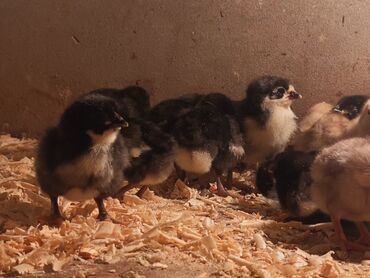 Toyuqlar: Toyuq, Australorp, Damazlıq, Ödənişli çatdırılma — 3