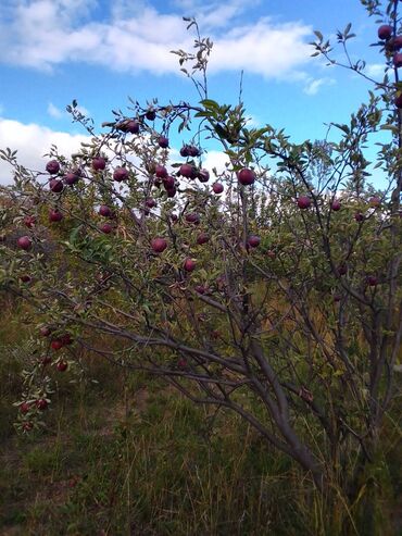 Яблоки: Яблоки — 10