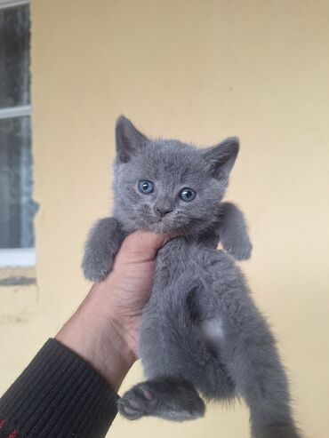 котёнок в добрые руки: Erkək, Dişi, Yaxşı əllərə, Ünvandan götürmə
