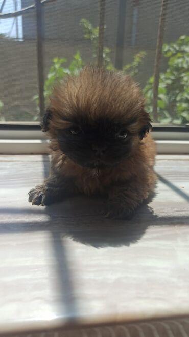 afcarka balasi erkey: Pekines, 2 ay, Erkek, Ünvandan götürmə