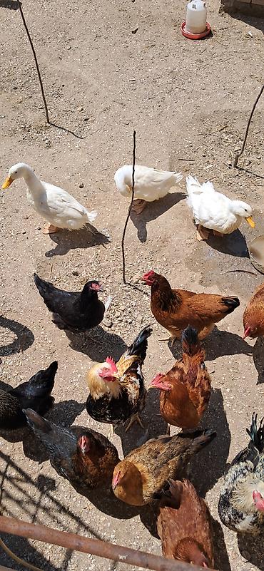 qara toyuq quşu: 5 eded pekin ördeyidi tam saqlam öz heyetimde böyütmüşem cekileri 2.5 — 2