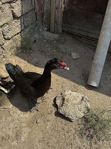 satdıq at: Lal ördek, Amerikan sortu Erkek təmiz qan satılır — 3