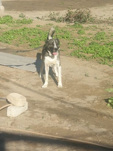 шотландский вислоухий котенок: Erkek, Peyvəndli lalafo.az -da шотландский вислоухий котенок: Erkek, Peyvəndli