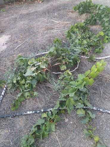 Ağaclar: Satıram . Nar ağacı kemsirin ve birde üzüm ağacı hər ikisi torpaq da — 12