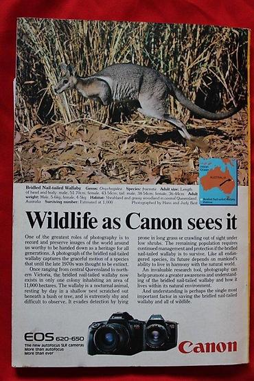 Knjige: NATIONAL GEOGRAPHIC FEBRUAR 1988. + MAPA AUSTRALIJE | National — 10