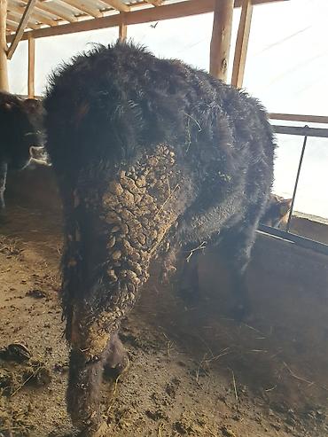 Коровы, быки: Продаю | Бык (самец) — 8