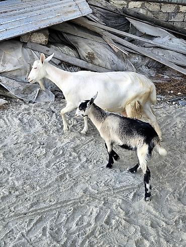 yerli kecilər: Dişi, Zanen, il: 2, Südlük — 1