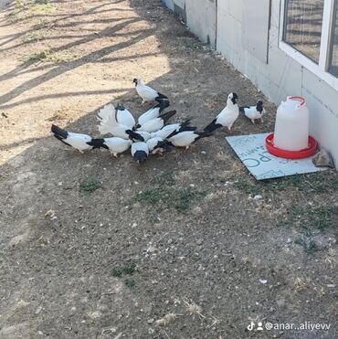 qara baş quşlar: Pavlinlerin cutu 50 azn dir manaxlar cutu 40 azn hamisi saglam