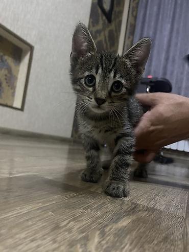 Tabbi, Erkək, Yaxşı əllərə lalafo.az -da Tabbi, Erkək, Yaxşı əllərə