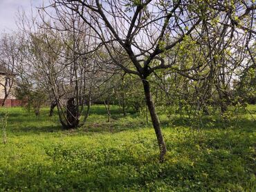 torpaq sabuncu: 12 sot, Tikinti, Mülkiyyətçi, Kupça (Çıxarış)