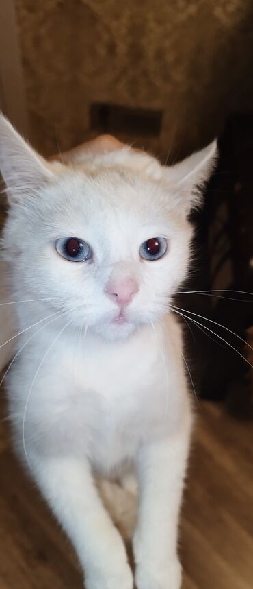 Pişiklər: Dişi, Yaxşı əllərə, Ünvandan götürmə — 13