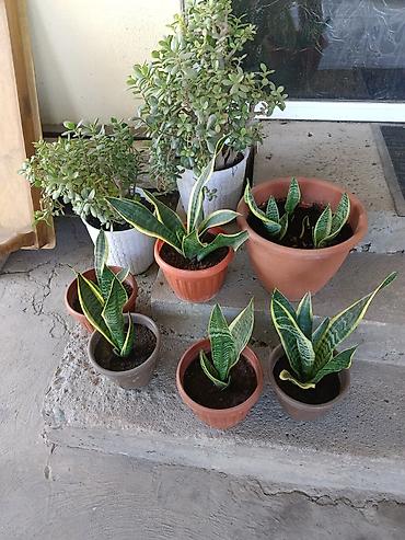 тещя: Сансевиерия (Sansevieria trifasciata, «щучий хвост», «тещин язык») в — 2