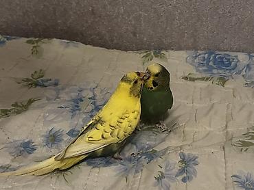 qarğa balası satılır: Məhsul: Cüt dalmatin papuqay (büdcərigar/budgerigar) Təsvir: - İki — 3