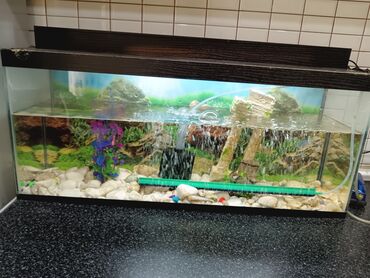 Akvariumlar: Tam komplekt akvarium seti - Şüşə akvarium, üst qapaqlı - Daxili — 1