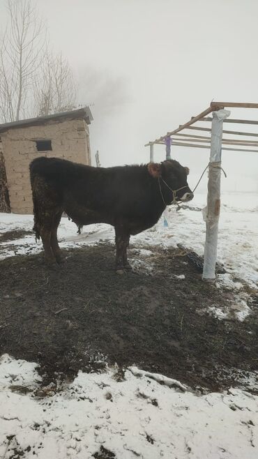 домик собак: Продам Бычок 9 месяц, парода