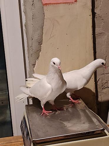 qus ucun qəfəs: 16-17tuk təmiz cilpaq ayaq aglar. biri erkey. biri mayadi. amma cut — 4